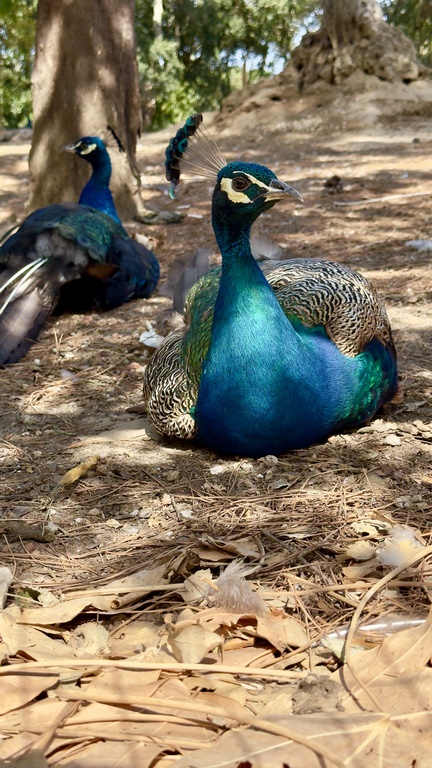 buddha eden (18) (Copiar)