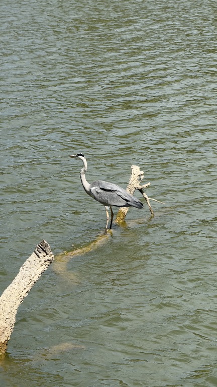 buddha eden (5) (Copiar)